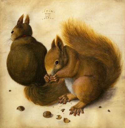 To egern, en spiser en hasselnød (sort kridt, akvarel og kropsfarve på vellum) af Hans Hoffmann