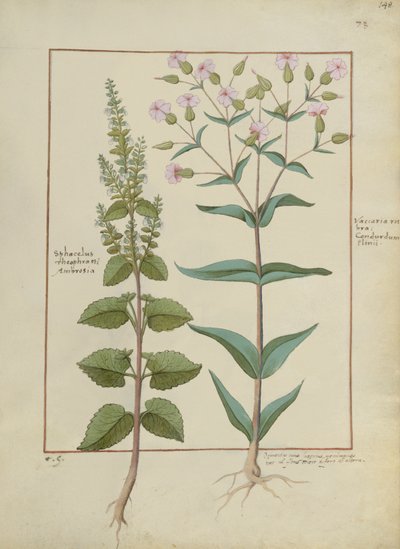 Fru Fr. Fv VI #1 fol.148r Illustration fra Book of Simple Medicines af Mattheaus Platearius (d.c.1161) c.1470 af Hans Sichelbein Sichelbein