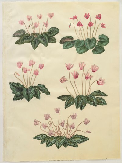 Cyclamen purprascens fra albummet Gottorfer Codex, ca. 1650 (gouache på pergament) af Hans Simon Holtzbecher