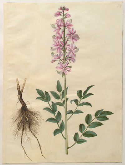 Dictamnus albus fra albummet Gottorfer Codex, ca. 1650 (gouache på pergament) af Hans Simon Holtzbecher