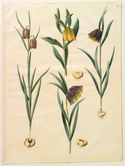 Fritillaria meleagris fra albummet Gottorf Codex, ca. 1650 (gouache på pergament) af Hans Simon Holtzbecher
