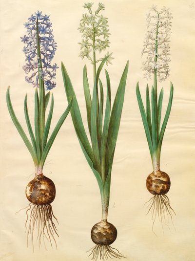 Hyacinthoides orientalis fra albummet Gottorfer Codex, ca. 1650 (gouache på pergament) af Hans Simon Holtzbecher