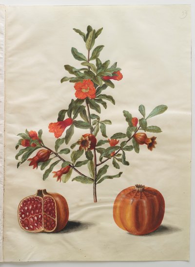 Punica granatum fra albummet Gottorfer Codex, ca. 1650 (gouache på pergament) af Hans Simon Holtzbecher