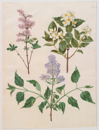 Syringa persica, philadelphus coronarius og syringa vulgaris fra album Gottorfer Codex, ca.1650 (gouache på pergament) af Hans Simon Holtzbecher