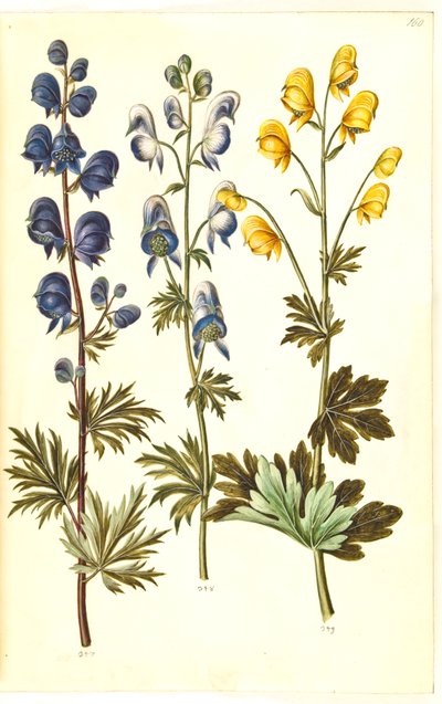 Aconite napellus (?) (Ægte stormhat); Akonit broget, evt. Aconitum ×cammarum (?) (broget stormhat, evt. have-stormhat); Aconite anthora (finbladet stormhat) af Hans Simon Holtzbecker