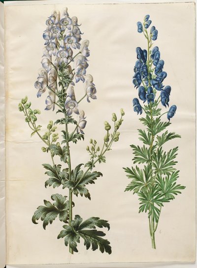Broget Aconite (broget stormhat); Aconite napellus (ægte stormhat) af Hans Simon Holtzbecker