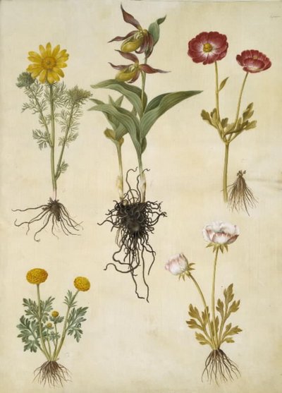 Vernal Adonis (vår-adonis); Cypripedium calceolus (stor fruesko); Asiatisk ranunkel (have-ranunkel); Smørblomst (art af ranunkel) af Hans Simon Holtzbecker