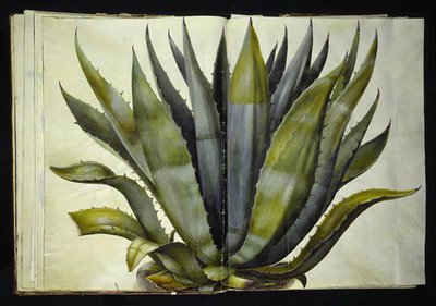 Agave americana (almindelig agave) af Hans Simon Holtzbecker