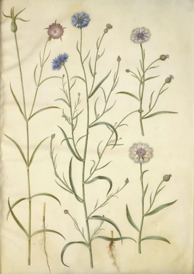 Agrostemma githago (almindelig klinte); Centaurea cyanus (kornblomst) af Hans Simon Holtzbecker