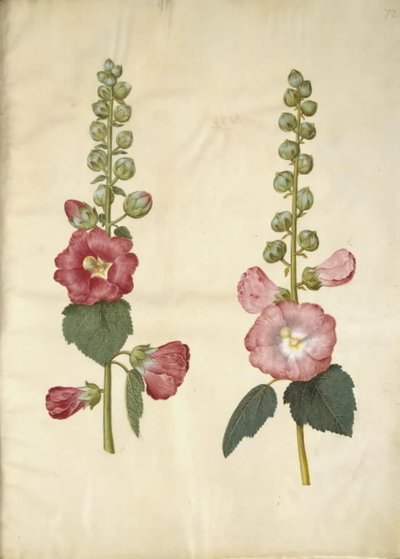 Alcea rosea (har-stokrose) af Hans Simon Holtzbecker