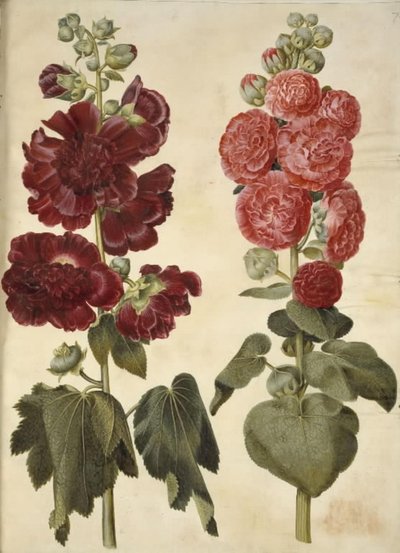 Alcea rosea (har-stokrose) af Hans Simon Holtzbecker