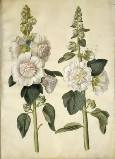 Alcea rosea (har-stokrose) af Hans Simon Holtzbecker