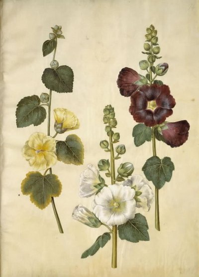Alcea rosea (har-stokrose) af Hans Simon Holtzbecker