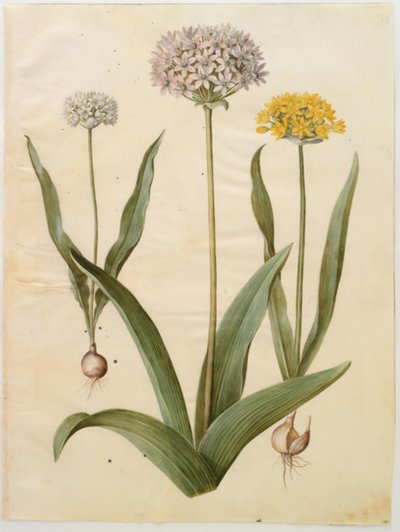 Allium moly (guld-løg); Allium nigrum (sort løg) af Hans Simon Holtzbecker