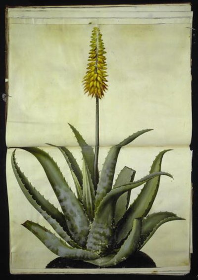 Aloe vera (læge-aloe) af Hans Simon Holtzbecker
