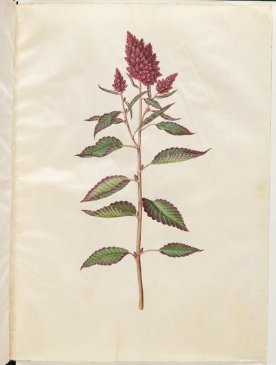 Blod amaranth (rød amaranth) af Hans Simon Holtzbecker