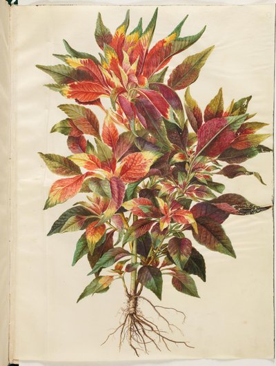 Amaranthus tricolor (papegøje-amarant) af Hans Simon Holtzbecker