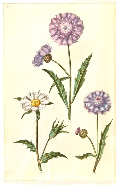 Amberboa moschata (duft-sultan) af Hans Simon Holtzbecker