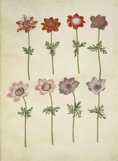 Anemone coronaria (fransk anemone) af Hans Simon Holtzbecker