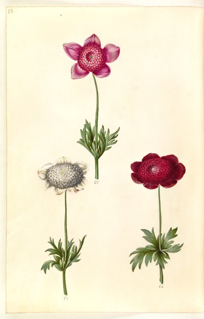 Anemone coronaria (fransk anemone) af Hans Simon Holtzbecker