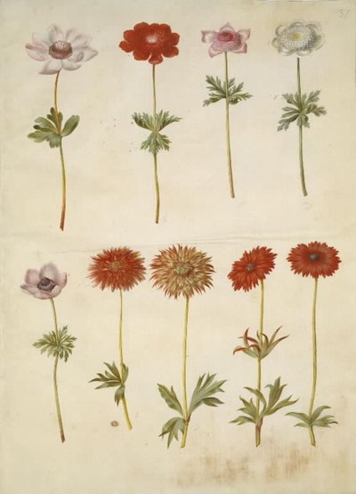 Anemone coronaria (fransk anemone); Anemone ×fulgens (skinnende anemone) af Hans Simon Holtzbecker