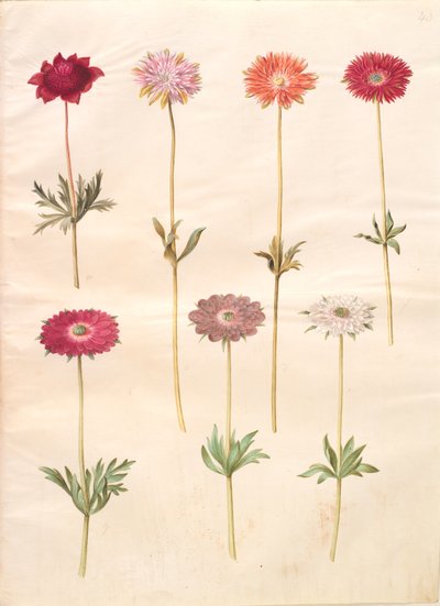 Anemone coronaria (fransk anemone); Anemone ×fulgens (skinnende anemone) af Hans Simon Holtzbecker