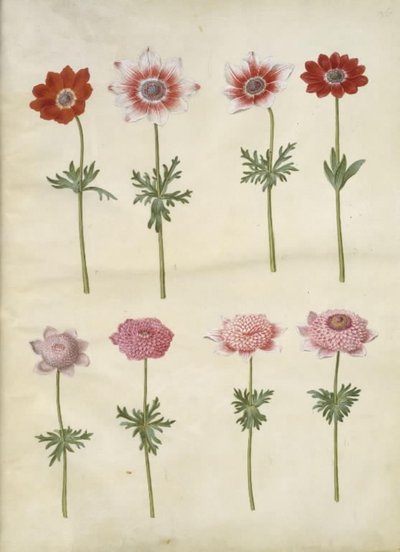 Anemone coronaria L. (fransk anemone); Anemone pavonina (påfugle-anemone) af Hans Simon Holtzbecker