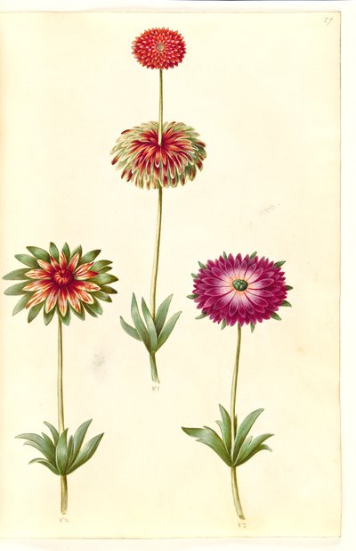 Anemone ×fulgens (skinnende anemone) af Hans Simon Holtzbecker