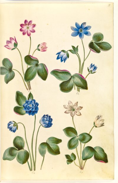 Anemone hepatica (blå anemone) af Hans Simon Holtzbecker
