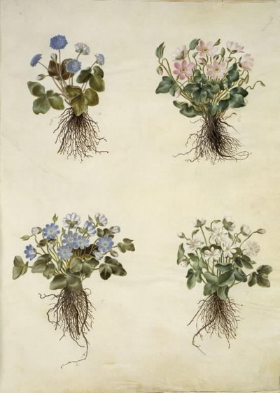 Anemone hepatica (blå anemone) af Hans Simon Holtzbecker