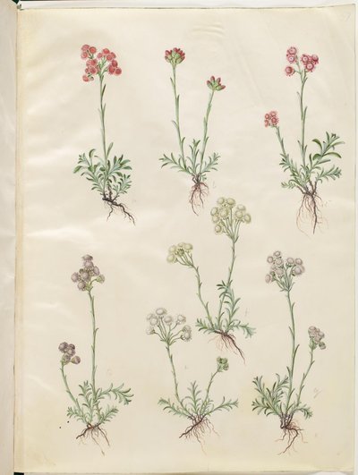 Antennaria dioica (almindelig kattefod) af Hans Simon Holtzbecker
