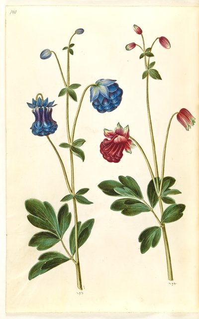 Aquilegia vulgaris (almindelig akeleje) af Hans Simon Holtzbecker