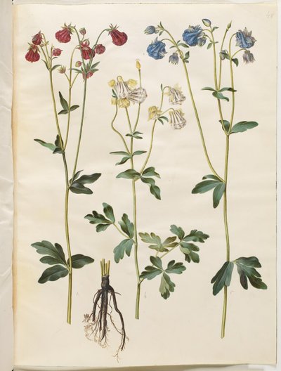 Aquilegia vulgaris (almindelig akeleje) af Hans Simon Holtzbecker