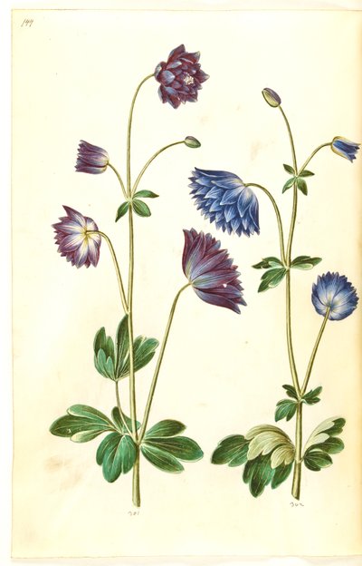 Aquilegia vulgaris (almindelig akeleje) af Hans Simon Holtzbecker