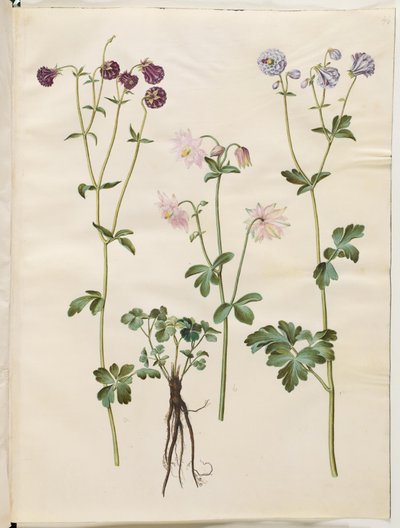 Aquilegia vulgaris (almindelig akeleje) af Hans Simon Holtzbecker