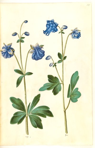 Aquilegia vulgaris (almindelig akeleje) af Hans Simon Holtzbecker