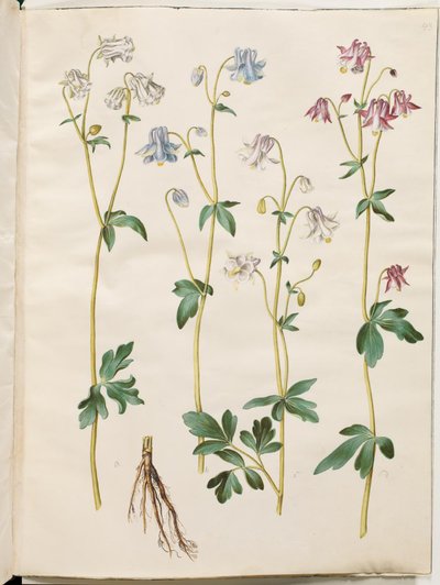 Aquilegia vulgaris (almindelig akeleje) af Hans Simon Holtzbecker