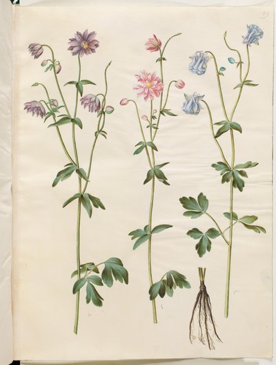 Aquilegia vulgaris (almindelig akeleje) af Hans Simon Holtzbecker