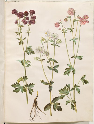 Aquilegia vulgaris (almindelig akeleje) af Hans Simon Holtzbecker