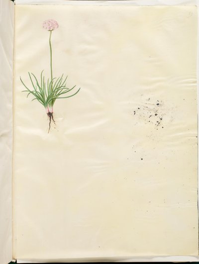 Armeria maritima (almindelig engelskgræs) af Hans Simon Holtzbecker