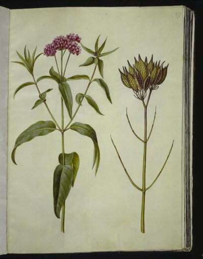 Asclepias incarnata (rose-silkeplante) af Hans Simon Holtzbecker