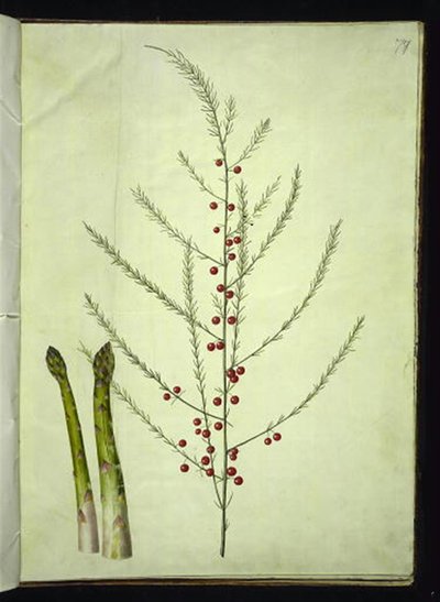 Asparagus officinalis (almindelig asparges) af Hans Simon Holtzbecker