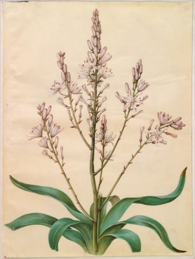 Asphodel ramosus (grøn påskelilje) af Hans Simon Holtzbecker
