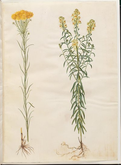 Aster linosyris (guldhår-asters); Linaria vulgaris (almindelig torskemund) af Hans Simon Holtzbecker