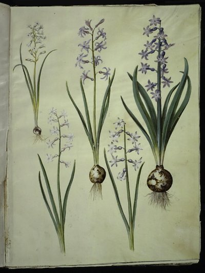 Brimeura amethystina (pyreneisk blå); Orientalsk hyacint (Almindelig hyacint) af Hans Simon Holtzbecker