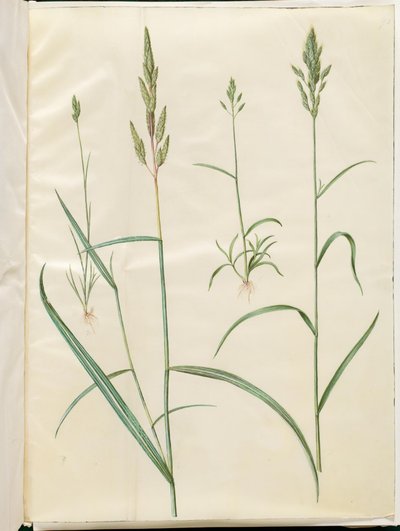 Bromus byg (blød hejre); Phalaris arundinacea af Hans Simon Holtzbecker