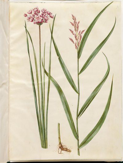 Butomus umbellatus (brudelys); Phragmites australis (almindelig tagrør) af Hans Simon Holtzbecker