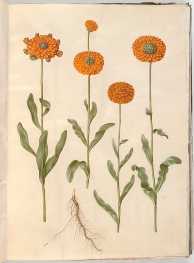 Calendula officinalis (have-morgenfrue) af Hans Simon Holtzbecker