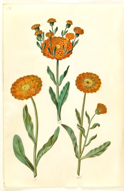 Calendula officinalis (have-morgenfrue) af Hans Simon Holtzbecker