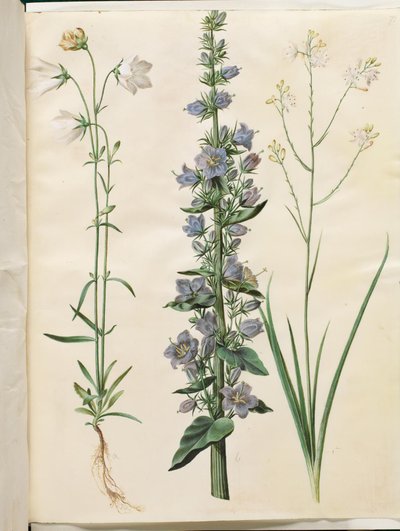 Campanula persicifolia (smalbladet kloke); Pyramideklokke (pyramide-klokke); Anthericum ramosum (grenet edderkopurt) af Hans Simon Holtzbecker